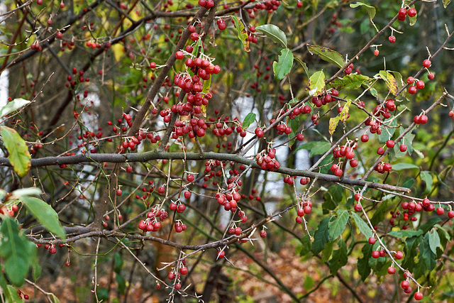 Chokecherries – Kittatinny Valley State Park, Andover, New Jersey