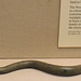 Bronze Figure of a Bearded Snake in the British Museum, April 2013