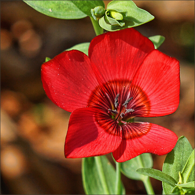 Une très petite fleur rouge