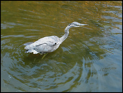 heron in the river