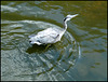 heron in the water