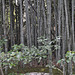 puits dans la forêt de bambou, Daisen-in