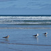 Pacific gulls and young