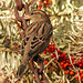 House Sparrow in the fall