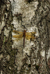 Male Brown Hawker Dragonfly