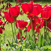 Blaze of red tulips