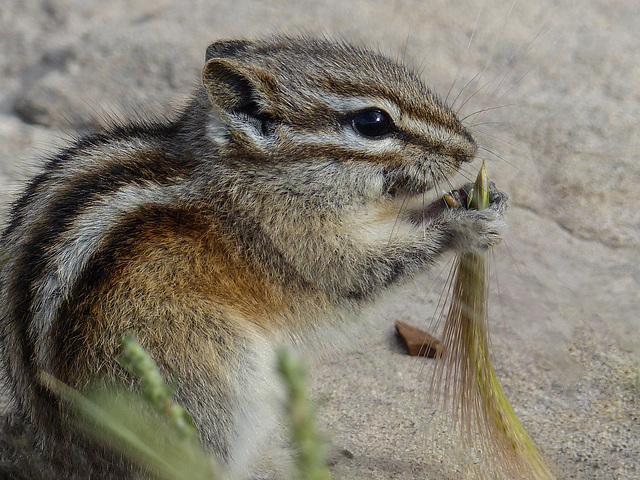 Chipmunk with Foxtail