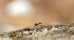 Foraging Wood Ant