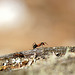 Foraging Wood Ant