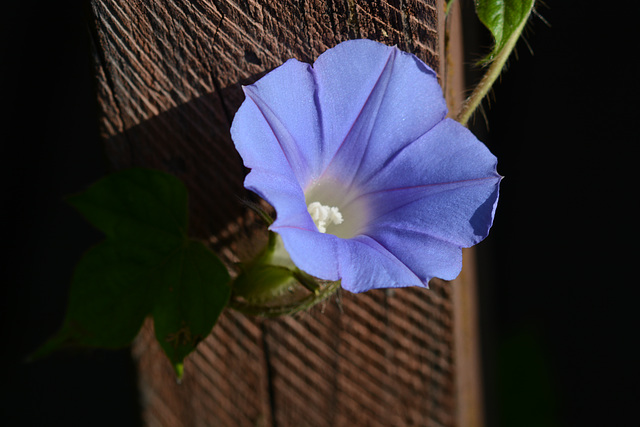 Another bindweed