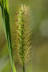 Morning foxtail