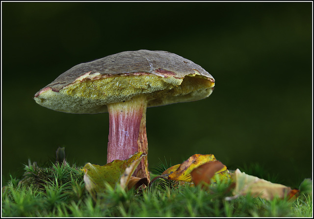 Fungi Fungi