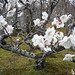 *fleurs de cerisiers Hidenbai, Eikando