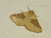 1921 Crocallis elinguaria (Scalloped Oak)