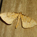 1758 Eulithis pyraliata (Barred Straw)