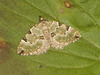 1776 Colostygia pectinataria (Green Carpet) - 9962u
