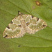 1776 Colostygia pectinataria (Green Carpet) - 9962u