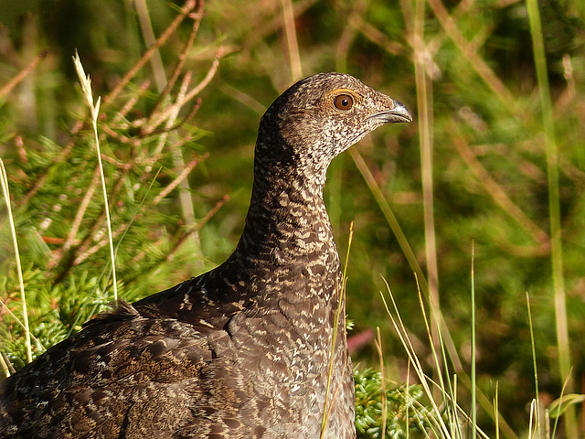 Dusky Grouse female