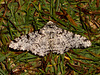 1931 Biston betularia (Peppered Moth)