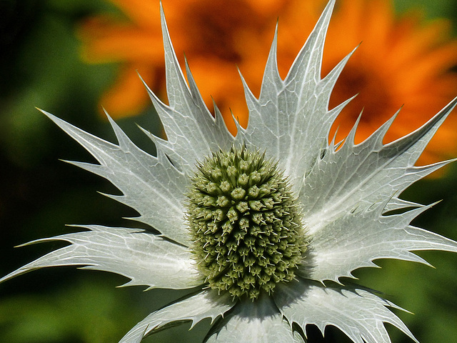 Sea Holly