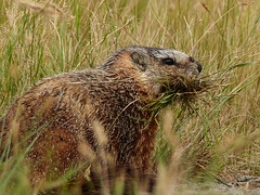 Yellow-bellied Marmot gathering grasses
