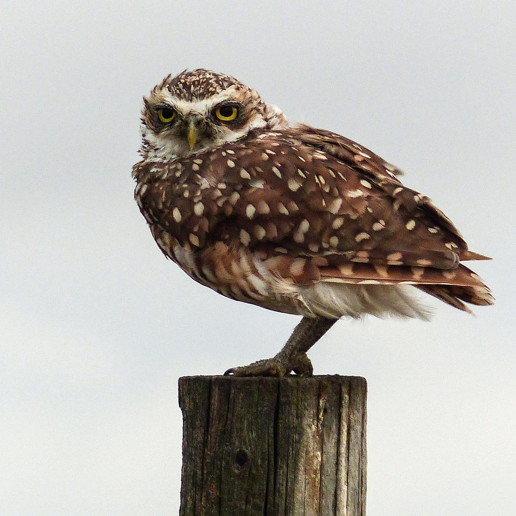 Burrowing Owl, after the storm