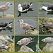 Collage Mouettes 2