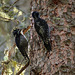 Adult and juvenile Three-toed Woodpeckers