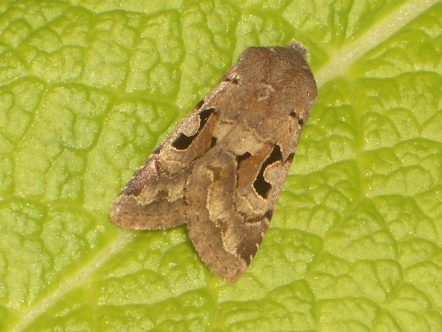 2190 Orthosia gothica (Hebrew Character)