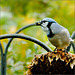Blue Jay at Sunflower