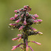 Aphids on Fireweed