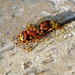 Dead hornet being dismantled by red ants