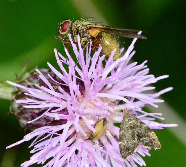 Fly, Moth(nettle tap) and Bug(Plagiognasus abustorum) on thistle