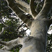 Eucalyptus rare, serres de la madonne