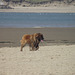 Gorgeous dog on the beach