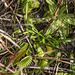 Dionaea muscipula (Venus' Fly-trap) + Pinguicula lutea (Yellow Butterwort)