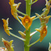 Malaxis spicata (Florida Adder's-mouth orchid)