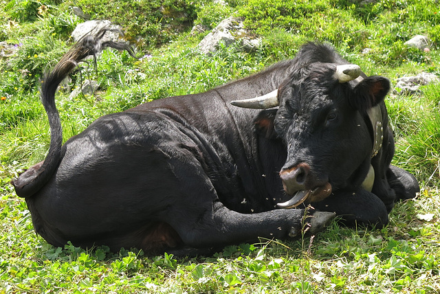 Vache de race Hérens (Valais, Suisse)