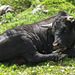 Vache de race Hérens (Valais, Suisse)