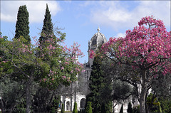 Mosteiro dos Jerónimos, Chorisia speciosa