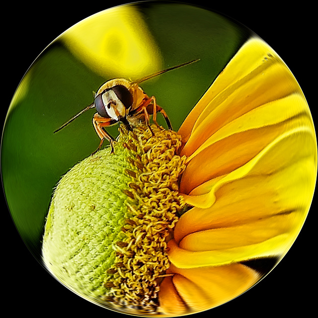Flower-insect circle