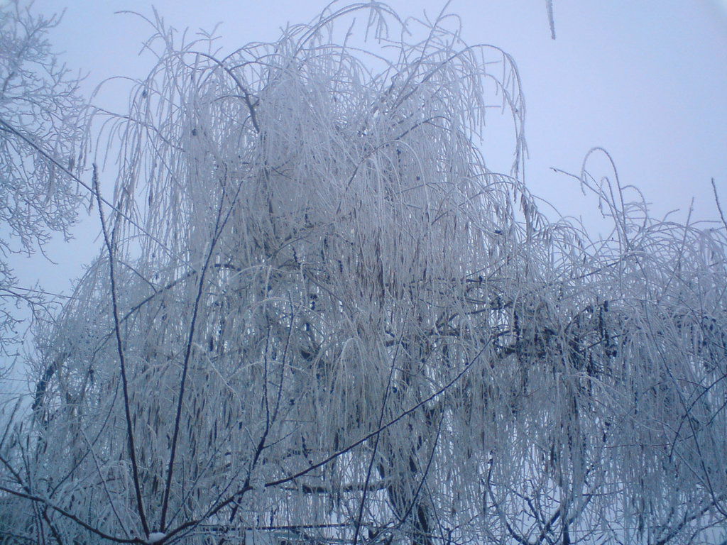 Frozen willow.
