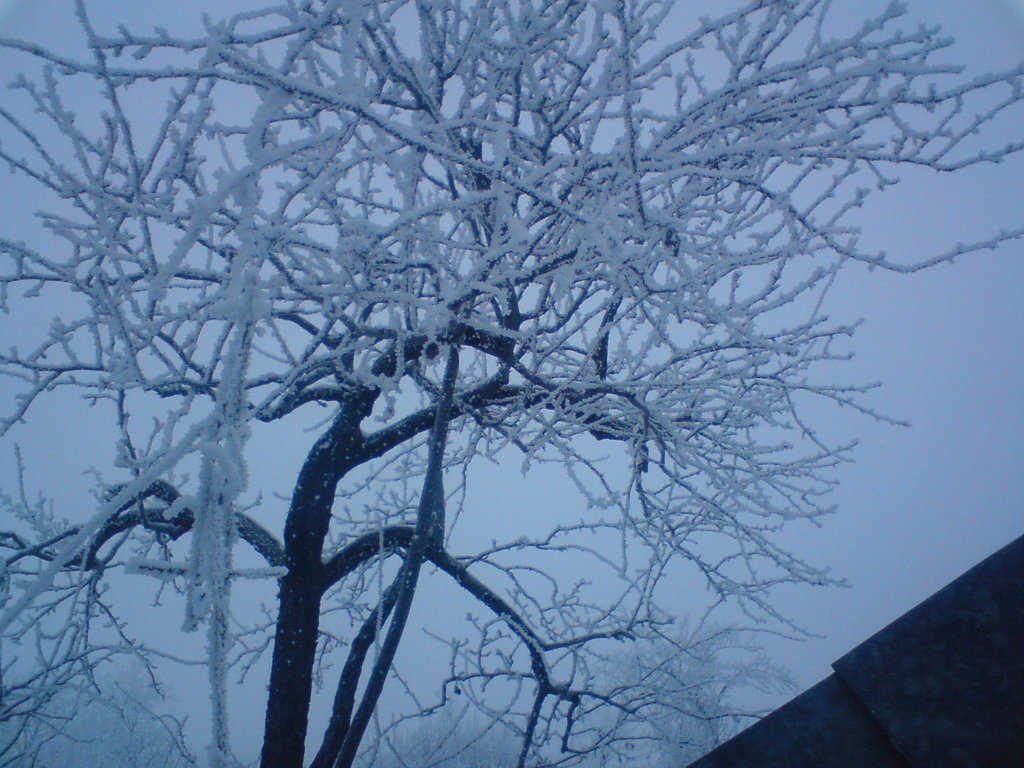 Tree. Sky. Winter.