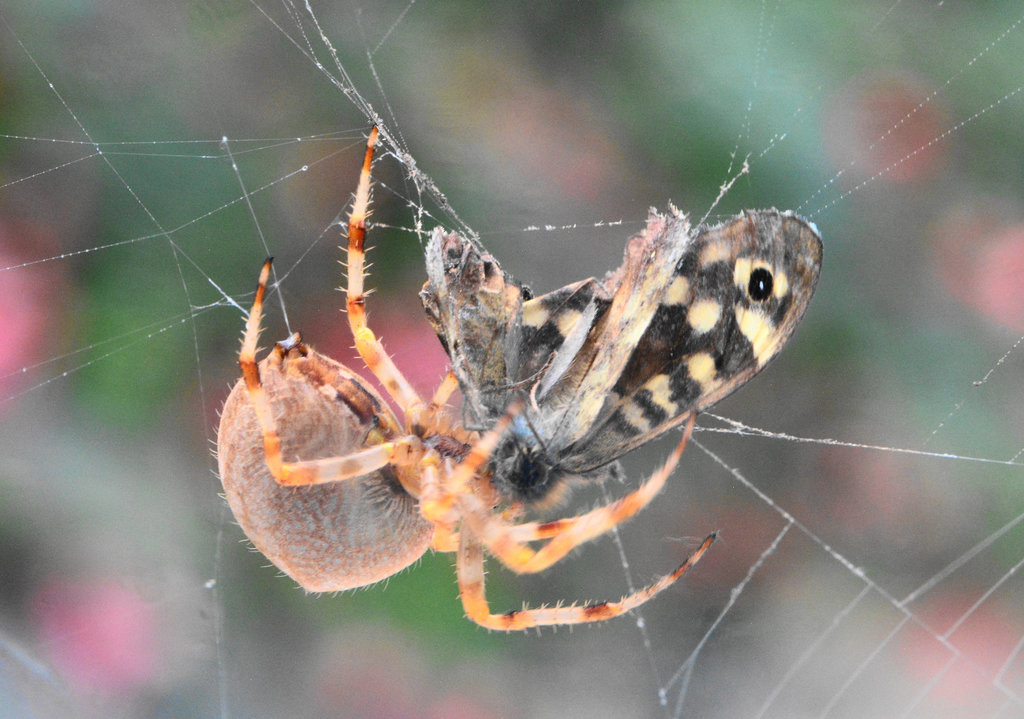 My resident Spider catches and wraps up a Butterfly