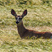 Deer in Foxtails