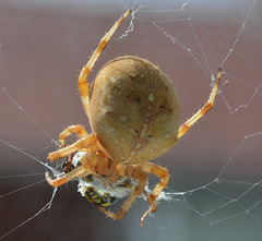 The resident Spider catches a Wasp