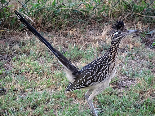 Roadrunner Goes Meep Meep!