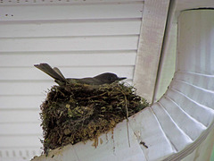Eastern Phoebe on its Nest