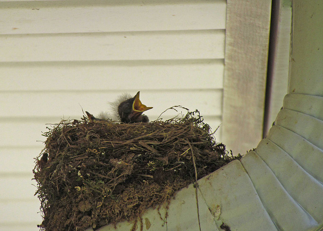 Eastern Phoebe Baby in its Nest (6/27/2013)