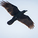 Cuervo, Corvus corax canariensis.